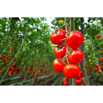 Tomato  (15)-8494118-40209.webp